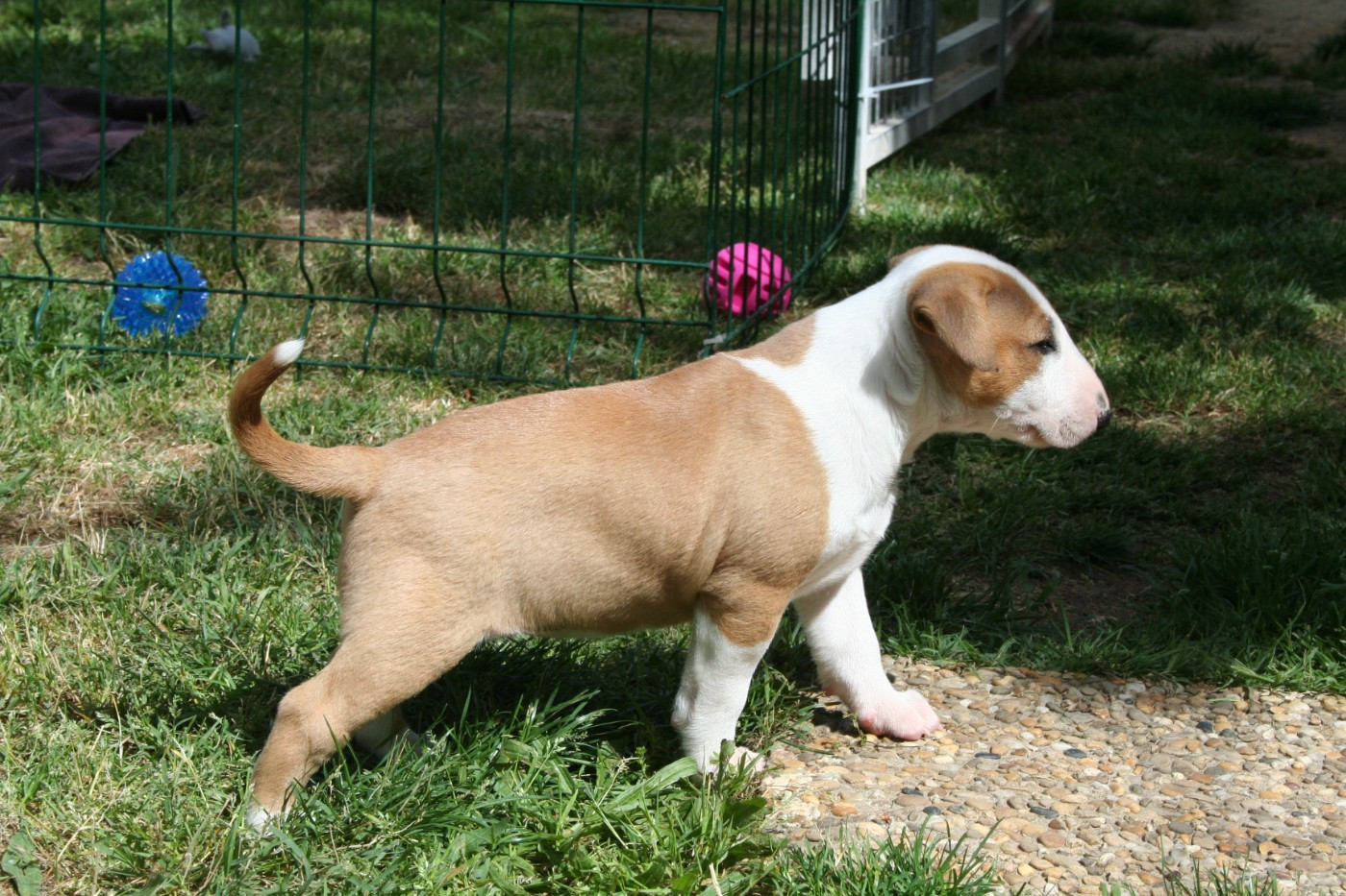 CHIOT 2