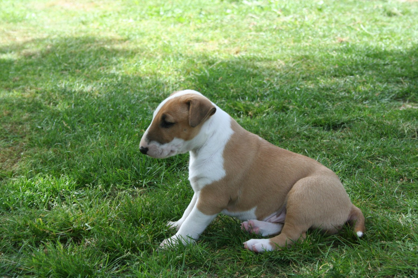 CHIOT 2