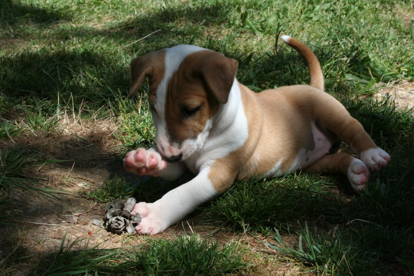CHIOT 2