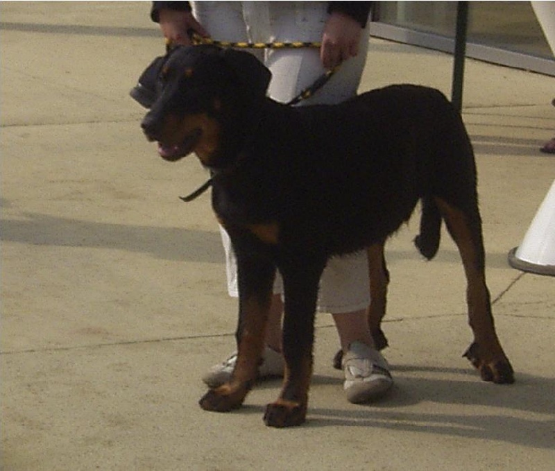 Blade De l'abyss du bout des terres - prometteur