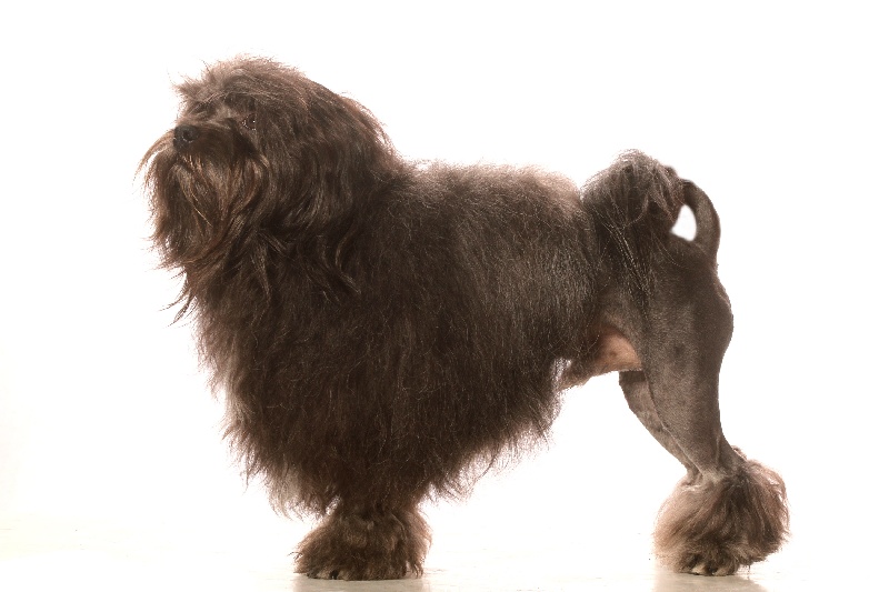 Résultat De Recherche Dimages Pour Chien Tete De Lion