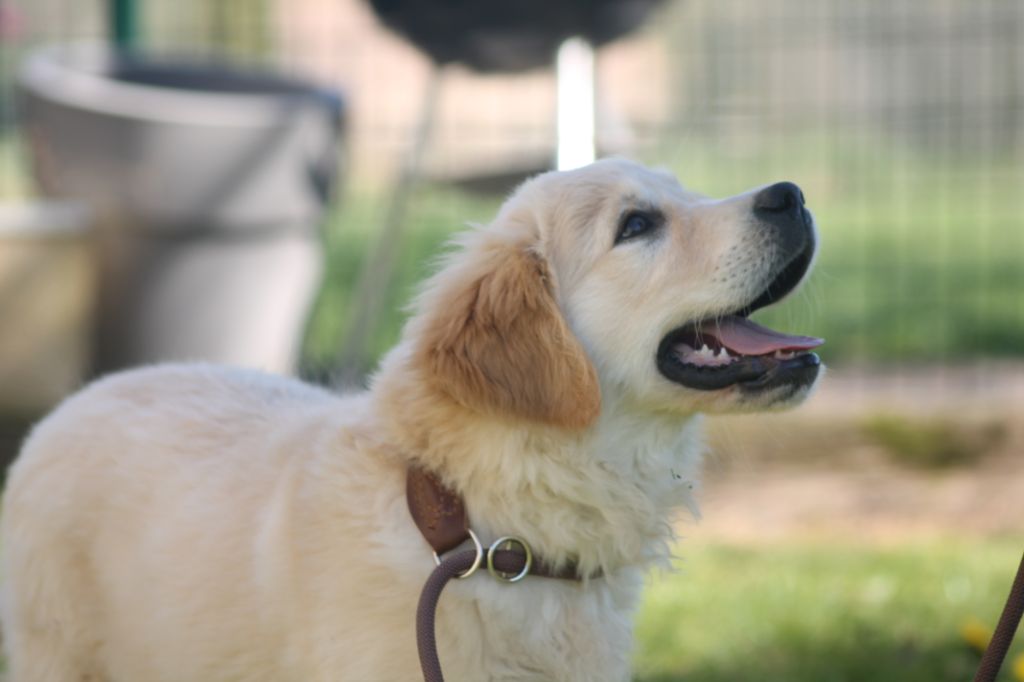 Publication : de la Ferme du Rotour