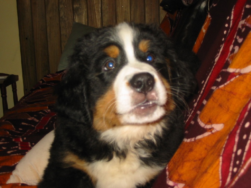 Publication : de la Ferme du Rotour Auteur : beatrice heurtin