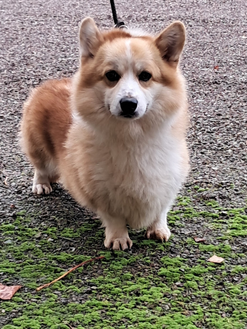 Under siege palatinate pixies