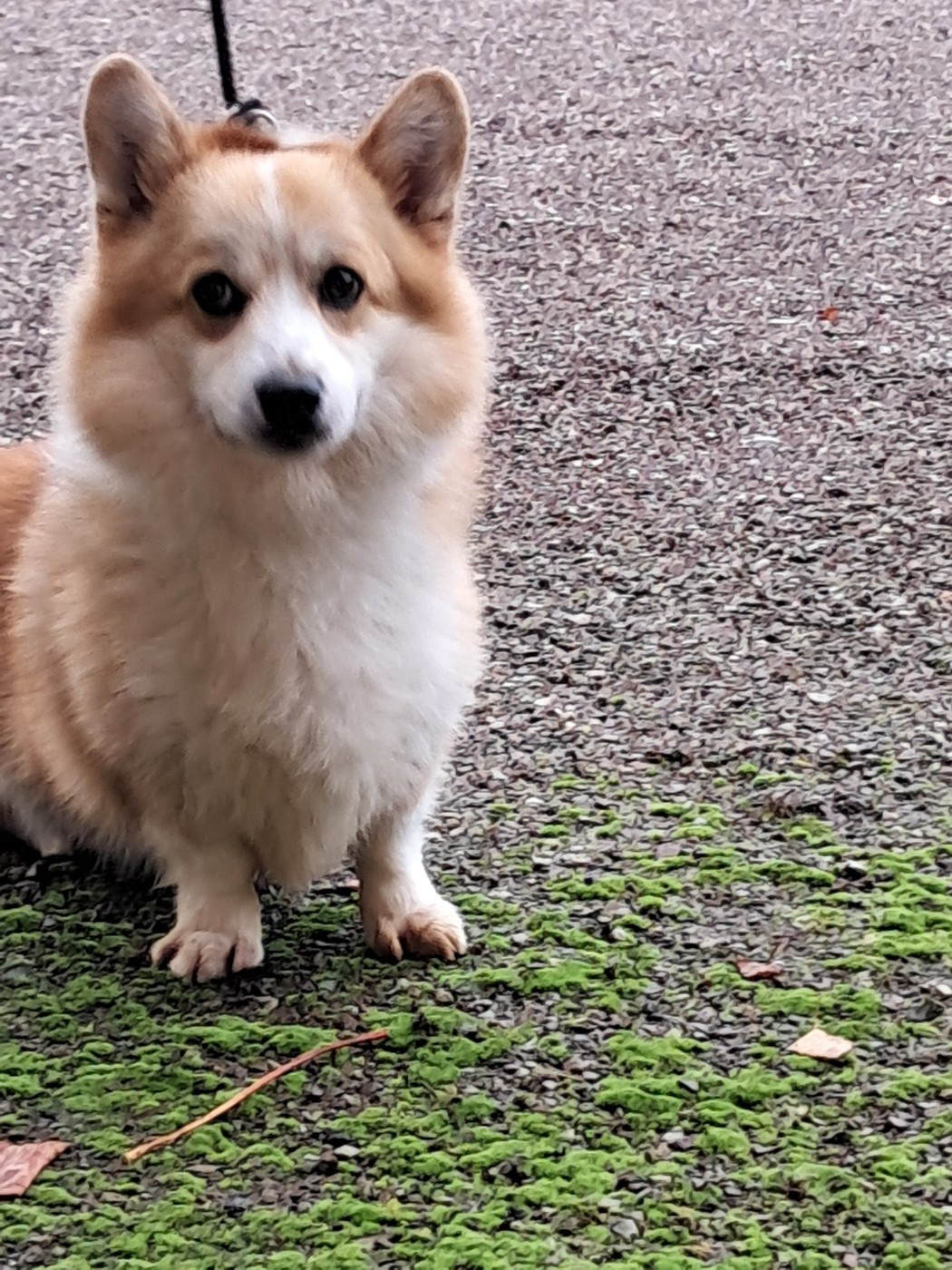 Under siege palatinate pixies