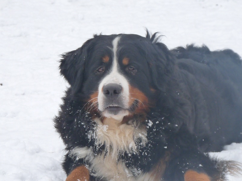 Publication : de la Ferme du Rotour Auteur : beatrice heurtin