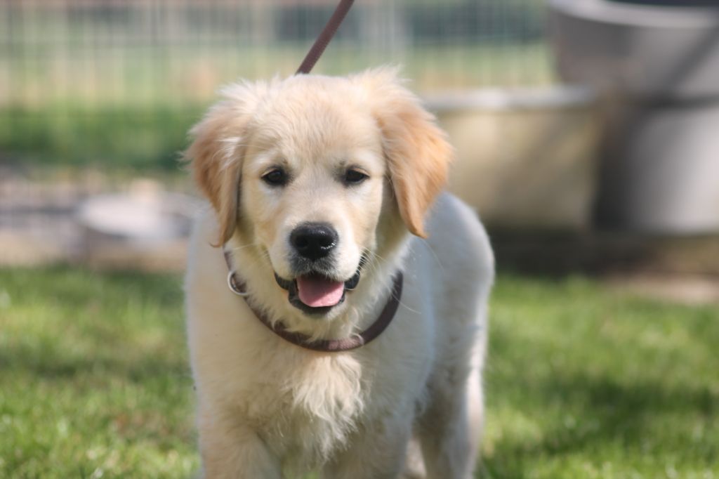 Publication : de la Ferme du Rotour