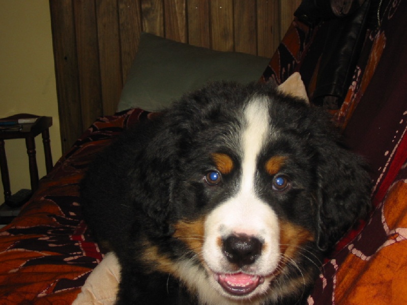 Publication : de la Ferme du Rotour Auteur : beatrice heurtin