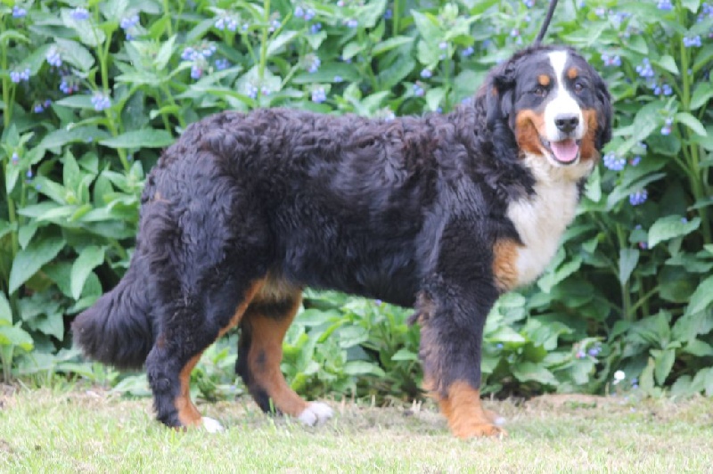 Publication : de la Ferme du Rotour Auteur : B HEURTIN