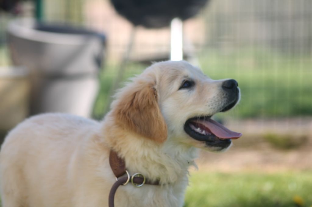 Publication : de la Ferme du Rotour