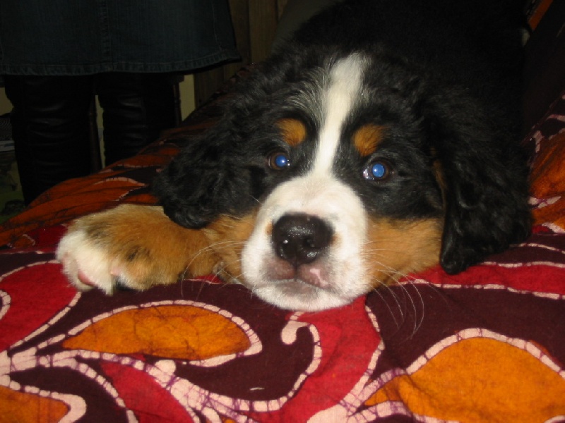 Publication : de la Ferme du Rotour Auteur : beatrice heurtin