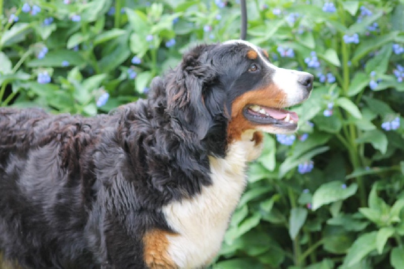 Publication : de la Ferme du Rotour Auteur : B HEURTIN