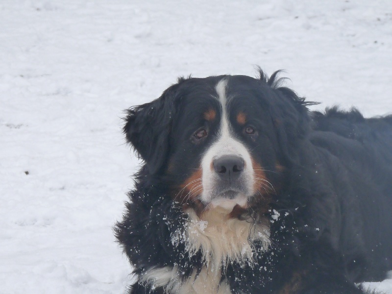Publication : de la Ferme du Rotour Auteur : beatrice heurtin