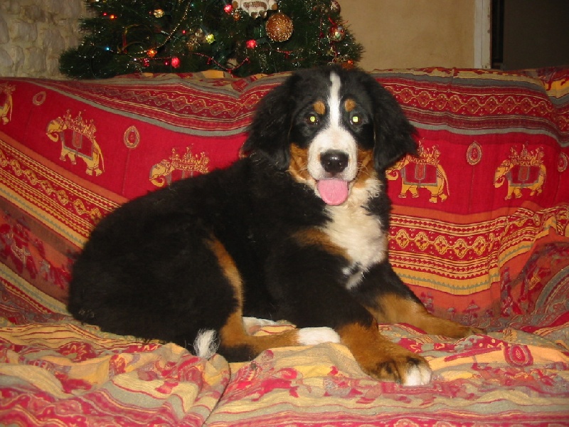 Publication : de la Ferme du Rotour Auteur : beatrice heurtin