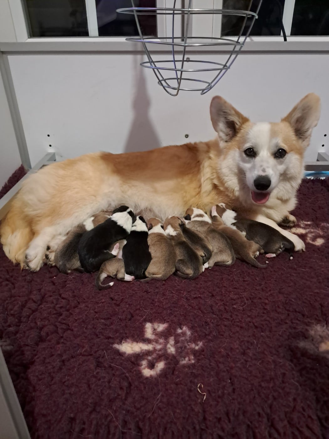 Welsh Corgi Pembroke - de la Ferme du Rotour