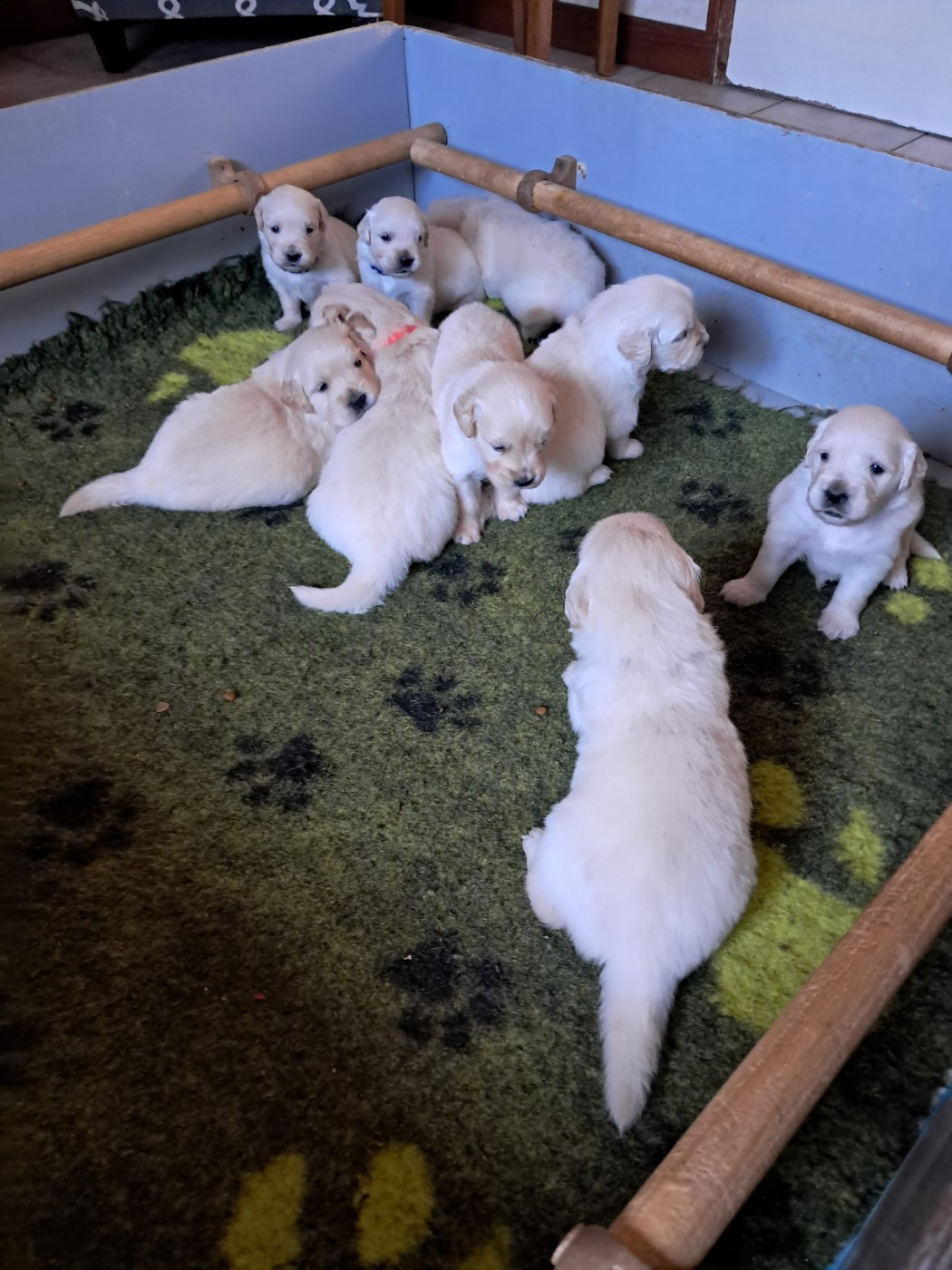 Golden Retriever - de la Ferme du Rotour