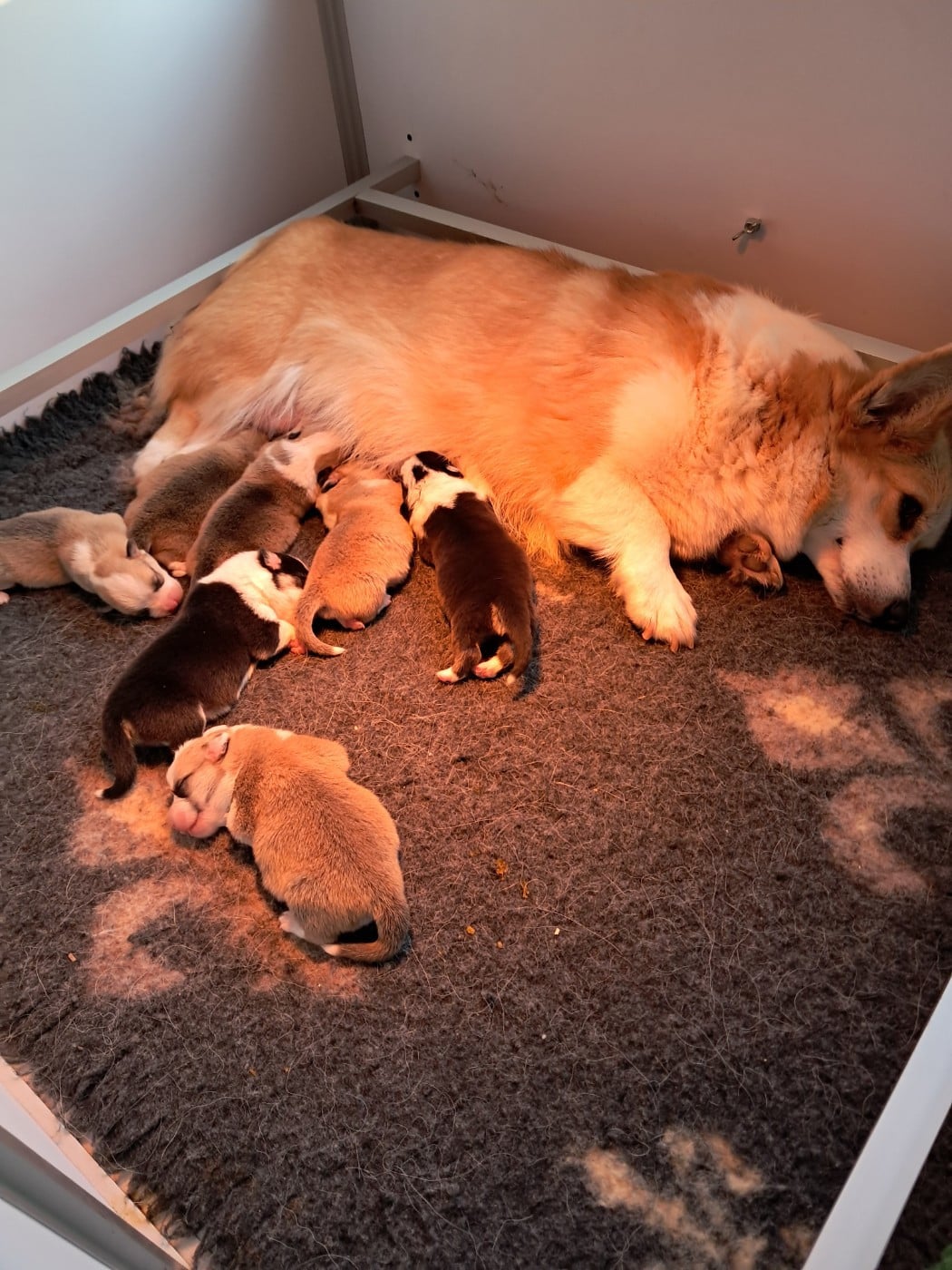 CHIOT 1 - Welsh Corgi Pembroke