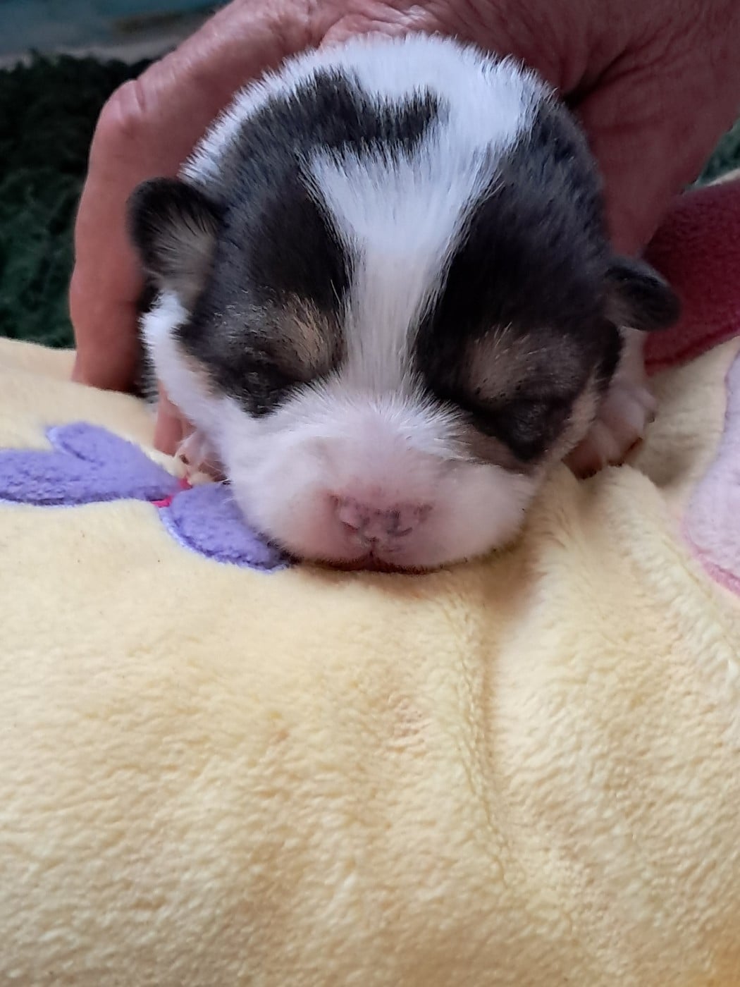 Welsh Corgi Pembroke - de la Ferme du Rotour
