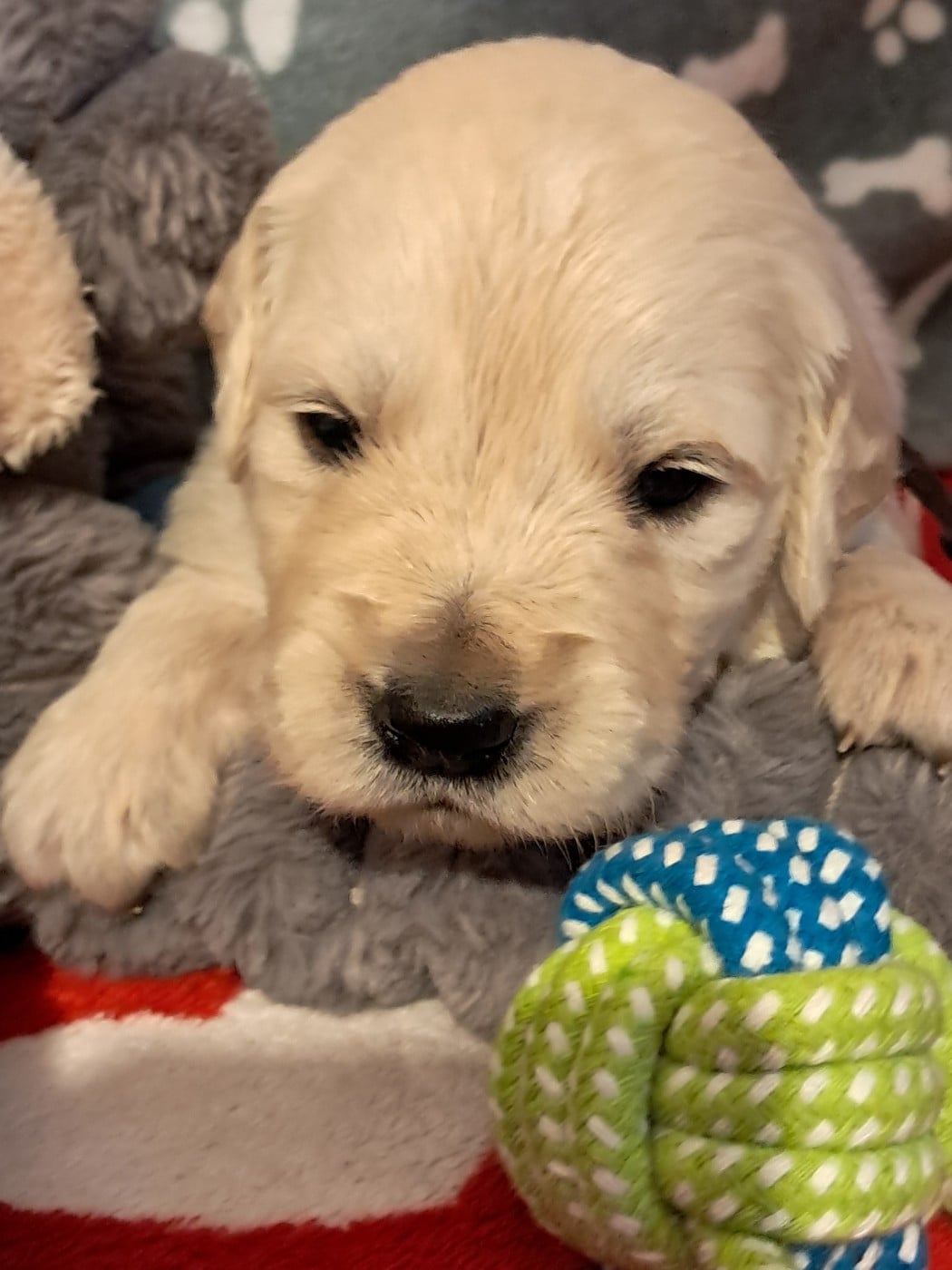 Golden Retriever - de la Ferme du Rotour