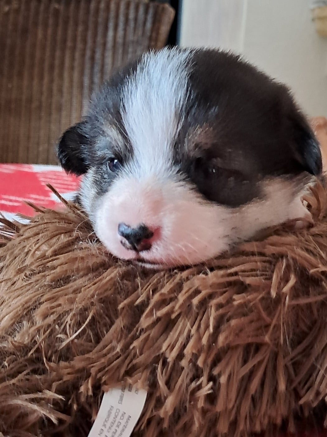 Welsh Corgi Pembroke - de la Ferme du Rotour