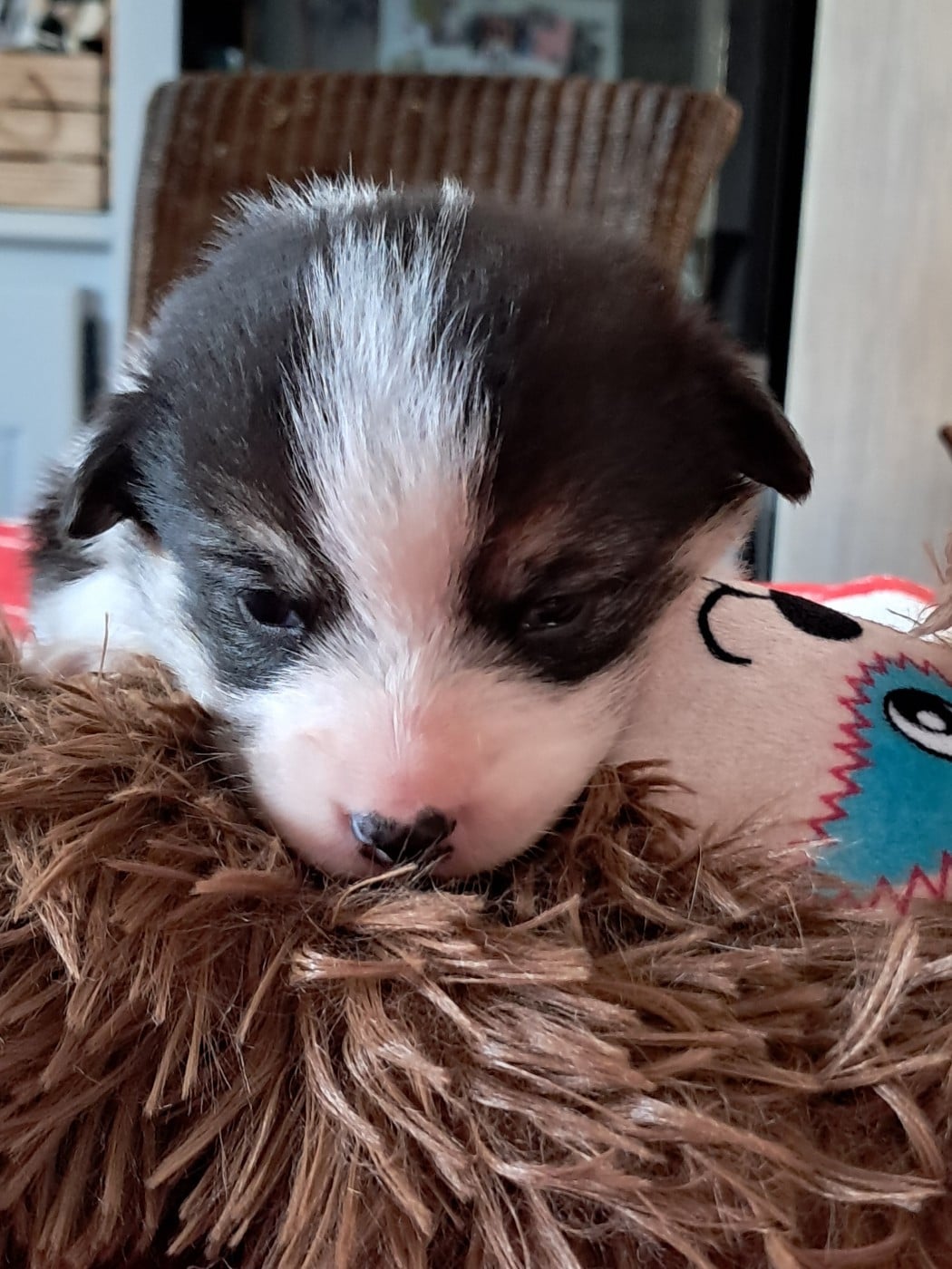 CHIOT 3