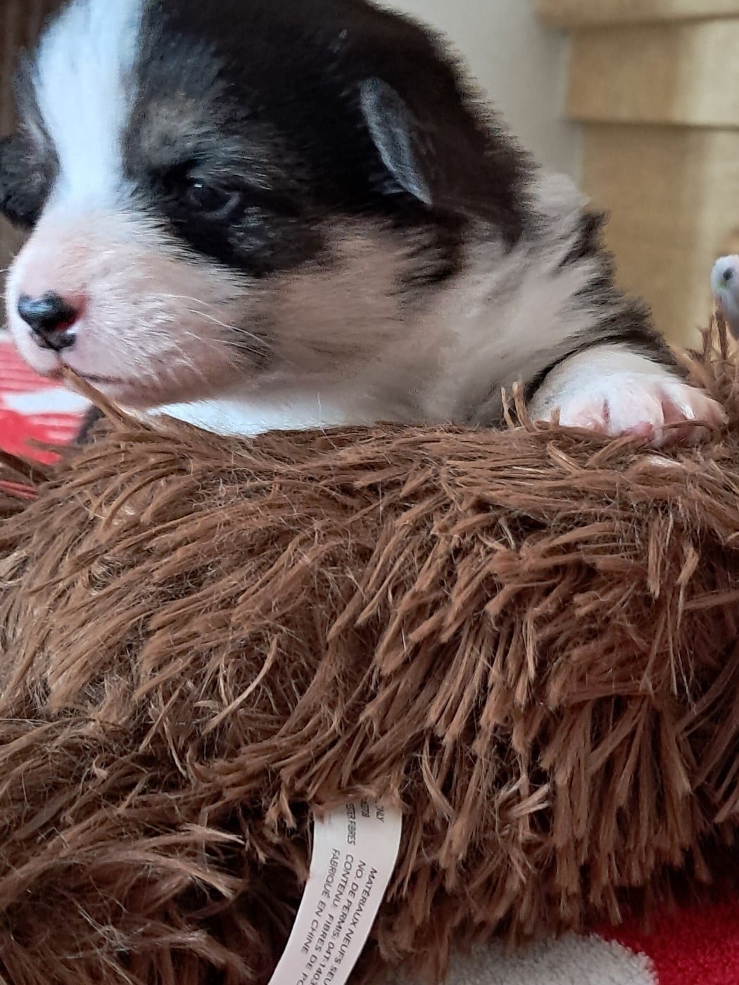 CHIOT 3