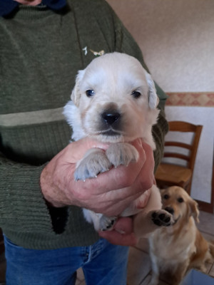 Les chiots de Golden Retriever