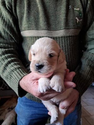 Les chiots de Golden Retriever