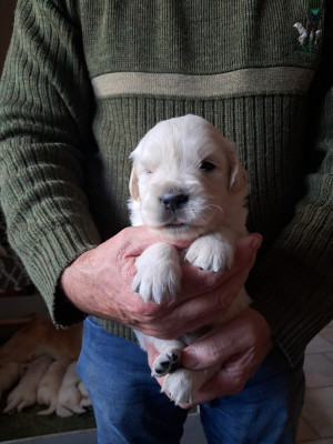 Les chiots de Golden Retriever