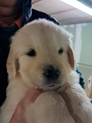 Les chiots de Golden Retriever