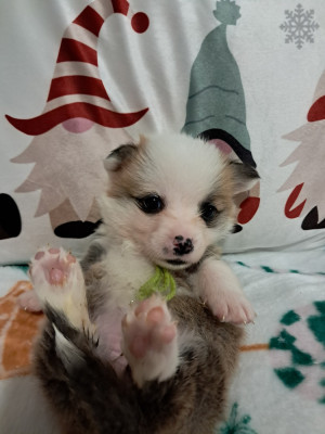 Les chiots de Welsh Corgi Pembroke