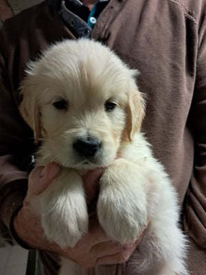 Les chiots de Golden Retriever