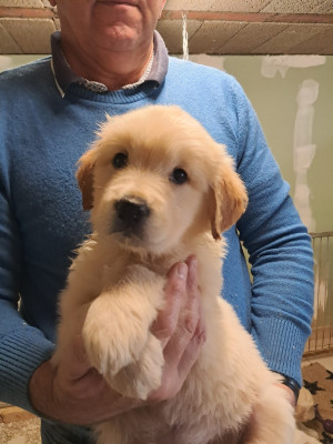 Les chiots de Golden Retriever