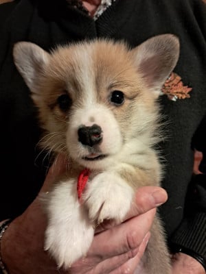 Les chiots de Welsh Corgi Pembroke