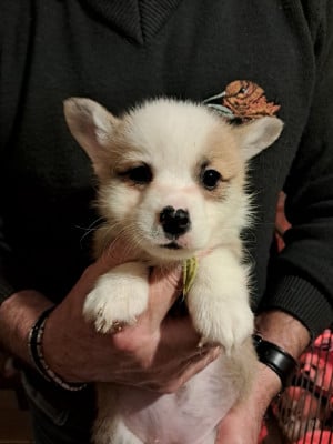 Les chiots de Welsh Corgi Pembroke