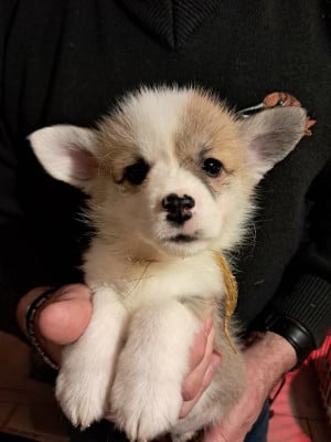 Les chiots de Welsh Corgi Pembroke