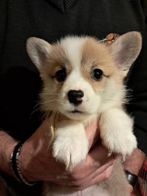 Les chiots de Welsh Corgi Pembroke
