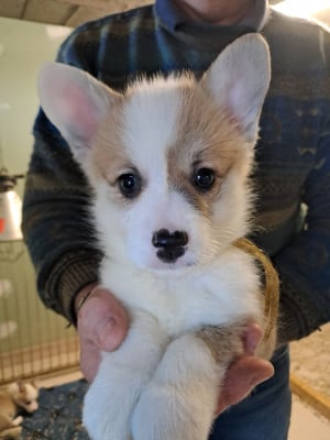 Les chiots de Welsh Corgi Pembroke