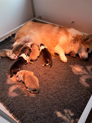 Welsh Corgi Pembroke