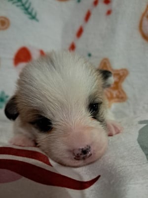 Les chiots de Welsh Corgi Pembroke