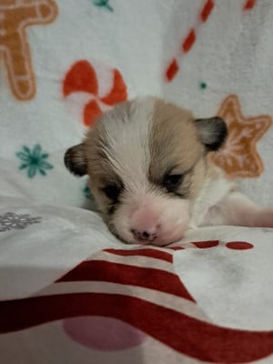 Les chiots de Welsh Corgi Pembroke