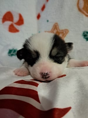 Les chiots de Welsh Corgi Pembroke
