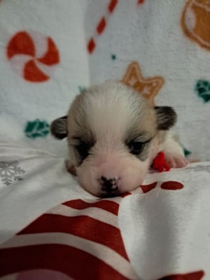 Les chiots de Welsh Corgi Pembroke