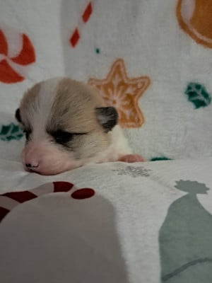 Les chiots de Welsh Corgi Pembroke