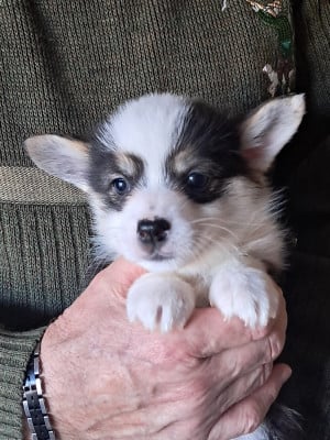 Les chiots de Welsh Corgi Pembroke