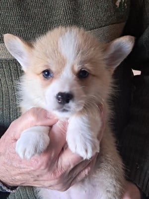 Les chiots de Welsh Corgi Pembroke