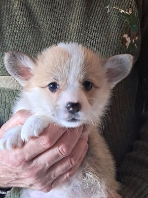 Les chiots de Welsh Corgi Pembroke