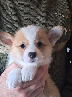 Les chiots de Welsh Corgi Pembroke