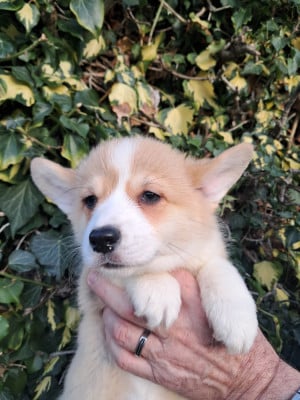 Les chiots de Welsh Corgi Pembroke