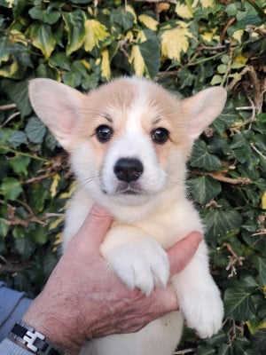 Les chiots de Welsh Corgi Pembroke